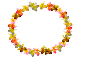 icon formation petal flowers frangipani png