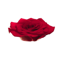 icône fleur des roses png