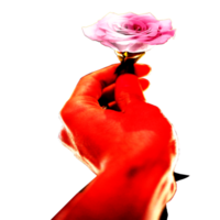 icono dio Rosa como regalo png