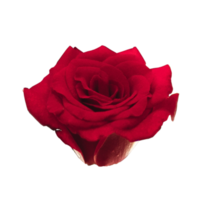 icône fleur des roses png