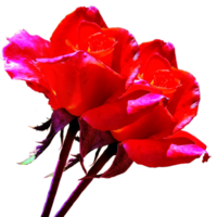 icono flor rosas png