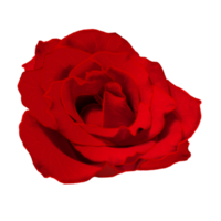 icon flower roses png