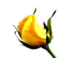 icono amarillo flor png