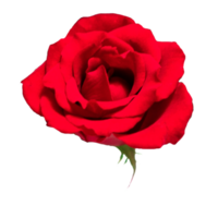 icône fleur des roses png