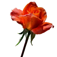 ícone flor rosas png