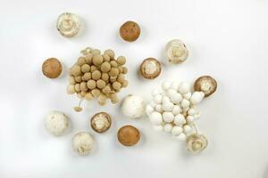 Mix white brown shimeji button mushroom on white background photo