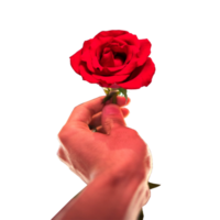 icon give a rose show feeling png