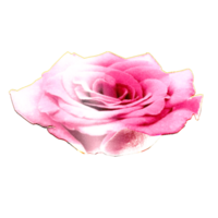 icon flower roses png