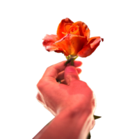 icoon geven een roos tonen gevoel png