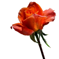 icoon bloem rozen png