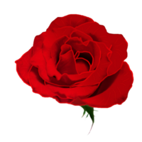 ícone flor rosas png