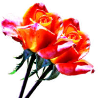 icon rose flower png