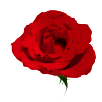 icône fleur des roses png