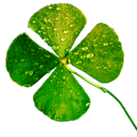 icon four clovers plant png