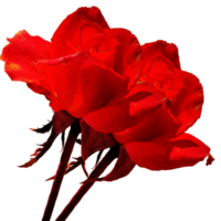 Symbol Blume Rosen png