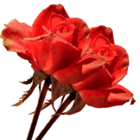 icône fleur des roses png