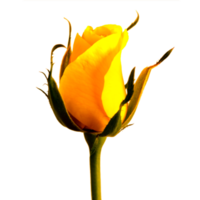ikon gul blomma png