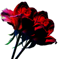 icoon bloem rozen png