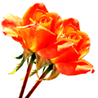 icon flower roses png