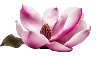 bellissimo foto di fresco rosa magnolia fiori su trasparente sfondo, generativo ai. png