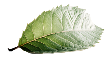 Macro Image of Tropical Leaf on Transparent Background. . png