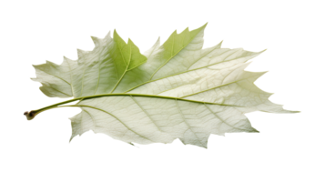 Image of Sycamore Leaf on Transparent Background. . png