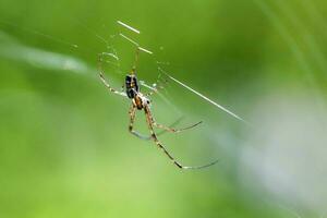 pequeño araña en web al aire libre foto