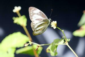 Butterfly beautiful color photo