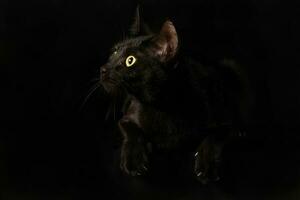 Black cat glowing eye sit on black background photo