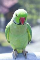 Green Colorful Parrot Parakeet photo