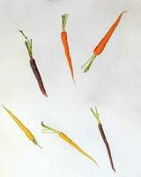 Colorful Rainbow Carrot photo