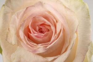 ligero rosado blanco Rosa flor de cerca macro pétalos circulo foto