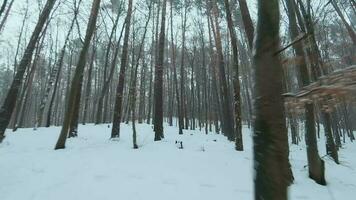 Antenne Aussicht auf Straße im das Winter Schnee Vorwärts. szenisch Winter Landschaft video