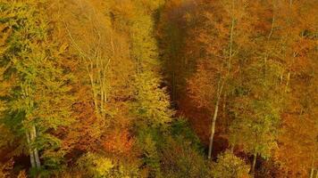 voar através a árvores e subir sobre amarelo outono floresta video