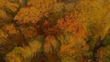 Flight through the trees and rise over yellow autumn forest video