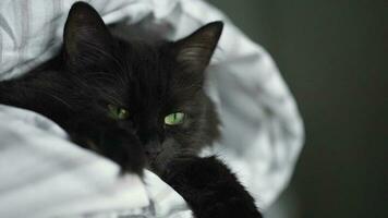 Black fluffy cat with green eyes lies wrapped in a blanket. Halloween symbol video