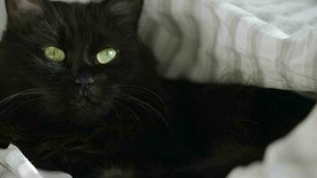 noir duveteux chat avec vert yeux mensonges enveloppé dans une couverture. Halloween symbole video