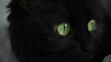 svart fluffig katt med grön ögon lögner insvept i en filt. halloween symbol video