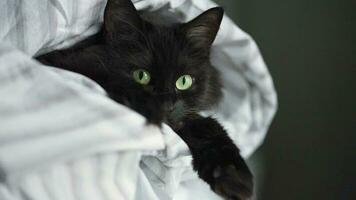 Black fluffy cat with green eyes lies wrapped in a blanket. Halloween symbol video