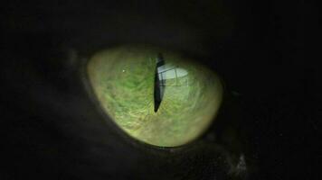 Black fluffy cat with green eyes close up. Halloween symbol video