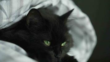 Black fluffy cat with green eyes lies wrapped in a blanket. Halloween symbol video