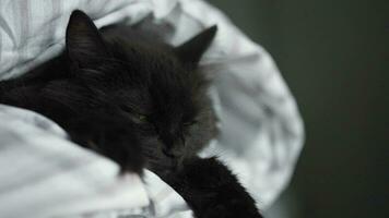 Preto fofo gato com verde olhos mentiras embrulhado dentro uma cobertor. dia das Bruxas símbolo video