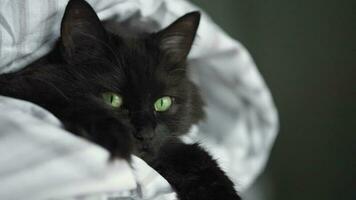 schwarz flauschige Katze mit Grün Augen Lügen eingewickelt im ein Decke. Halloween Symbol video