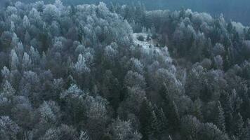 flygande över en fantastisk vinter- skog, de träd är täckt med glasera, de dimma virvlar över de bergen video