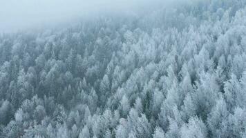 vol plus de une fabuleux couvert de neige forêt sur le pistes de le montagnes video