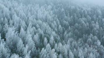 vol plus de une fabuleux couvert de neige forêt sur le pistes de le montagnes video