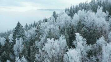 vuelo terminado un fabuloso cubierto de nieve bosque en el pendientes de el montañas video