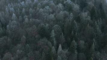 vôo sobre uma fabuloso inverno floresta, a árvores estão coberto com geada, a névoa redemoinhos sobre a montanhas video