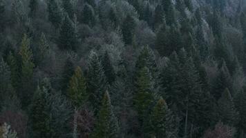 fliegend Über ein fabelhaft Winter Wald, das Bäume sind bedeckt mit Frost, das Nebel wirbelt Über das Berge video