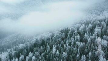 vuelo terminado un fabuloso cubierto de nieve bosque en el pendientes de el montañas video